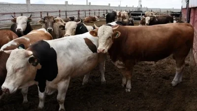 Tarım ve Orman Bakanlığı, Kurban Bayramı öncesi şap ve benzeri