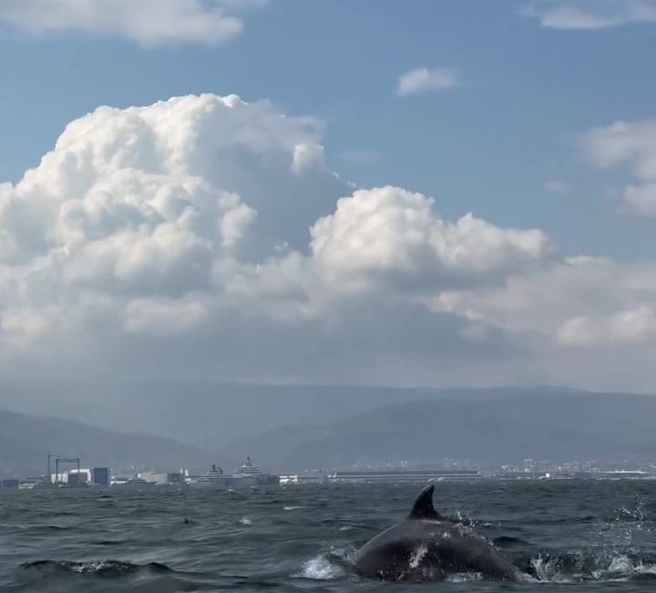 İzmit Körfezi’nde yürütülen dip çamuru temizliği çalışmalarının ardından deniz yaşamındaki
