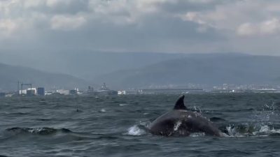 İzmit Körfezi’nde yürütülen dip çamuru temizliği çalışmalarının ardından deniz yaşamındaki