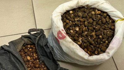 Kocaeli'de Doğa Koruma ve Milli Parklar ekipleri, doğadan izinsiz toplanan