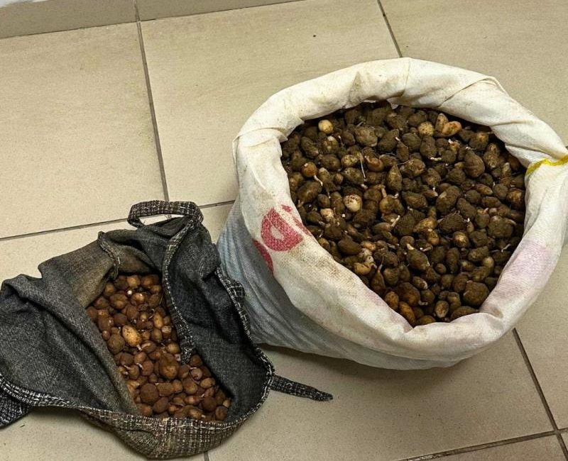 Kocaeli'de Doğa Koruma ve Milli Parklar ekipleri, doğadan izinsiz toplanan