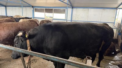 Kurban Bayramı'nın yaklaşmasıyla birlikte Sakarya'daki hayvan pazarlarında hareketlilik başladı. Pazara