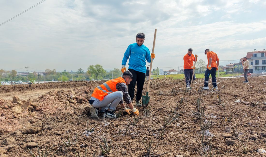 Yaylacık Mahallesi'nde yer alan 20 bin metrekarelik Gül Bahçesi Parkı'nda,