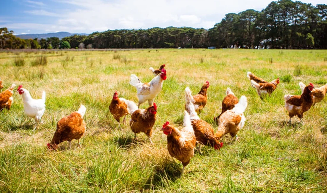 Bir önceki ay 238 bin 794 ton olan tavuk eti