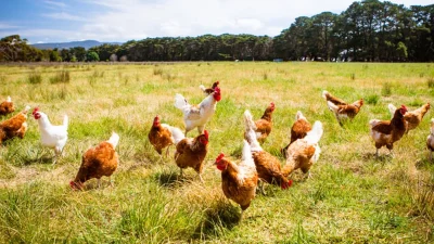 Bir önceki ay 238 bin 794 ton olan tavuk eti