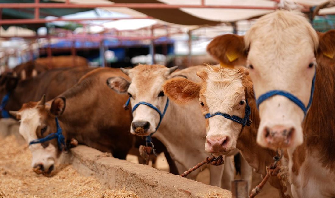 Kocaeli Kasaplar Odası, 2026 Kurban Bayramı için kesim ve işleme