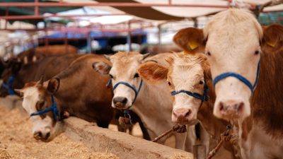 Kocaeli Kasaplar Odası, 2026 Kurban Bayramı için kesim ve işleme