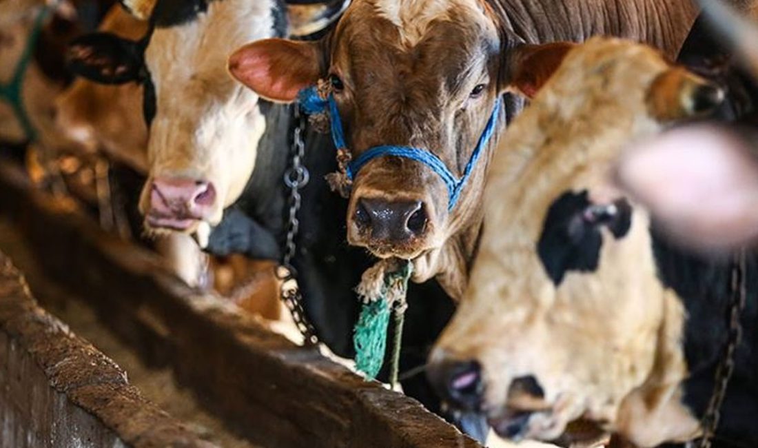 2026 yılında Kurban Bayramı’nın mayıs ayı sonunda başlayarak hafta sonlarıyla