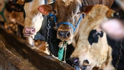 2026 yılında Kurban Bayramı’nın mayıs ayı sonunda başlayarak hafta sonlarıyla