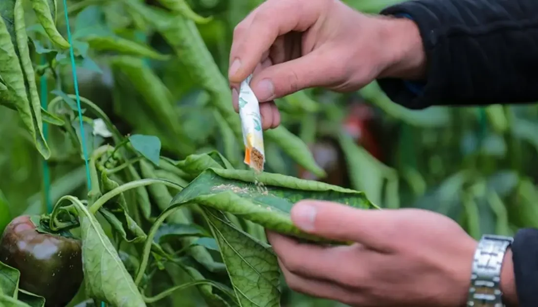 İzmit Belediyesi Park ve Bahçeler Müdürlüğü, yabancı ot ilacı ve