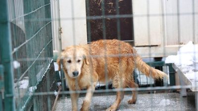 Gölcük Belediyesi, Hasaneyn Mahallesi’nde 7 bin 423 metrekarelik sahipsiz hayvan