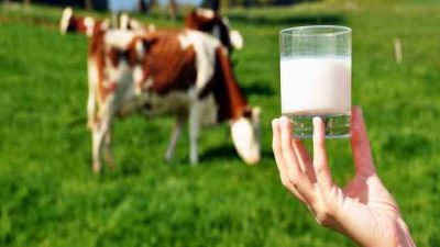 Çiğ süt üretimi, 2025 yılında yüzde 4,9 azalarak 21 milyon