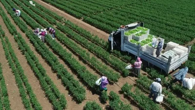 Üretim miktarlarının, 2026 yılı ilk tahmininde bir önceki yıla göre