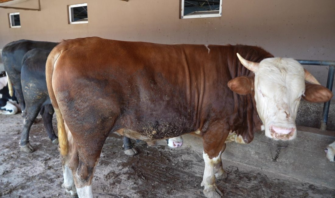Kocaeli'de Kurban Bayramı öncesi besi çiftliklerinde hareketlilik devam ederken, özenle