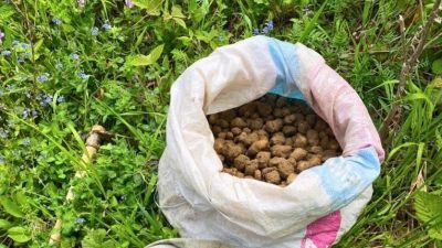 Kocaeli’de nesli tehlike altında bulunan salep orkidelerinin izinsiz toplanması üzerine
