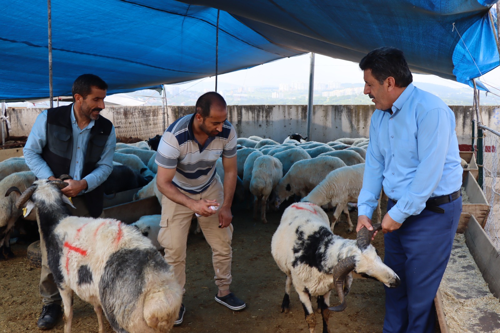 Farklı illerden getirilen kurbanlıkların yer aldığı İzmit Belediyesi Modern Hayvan