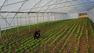 Kocaeli Büyükşehir Belediyesi, kaliteli mahsul ve yüksek verim elde edilmesi