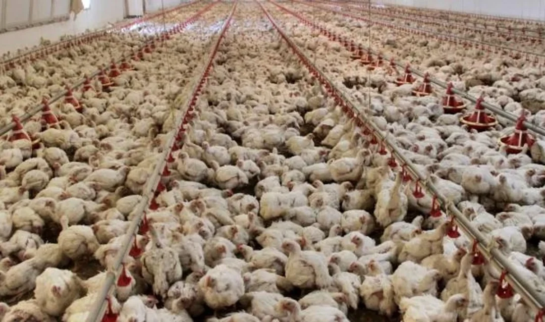 Nisan ayında tavuk eti üretimi 236 bin 310 ton, tavuk