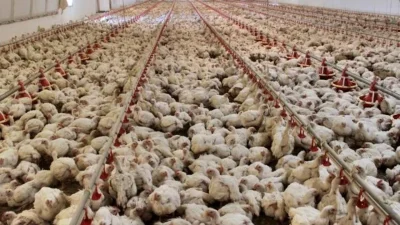 Nisan ayında tavuk eti üretimi 236 bin 310 ton, tavuk