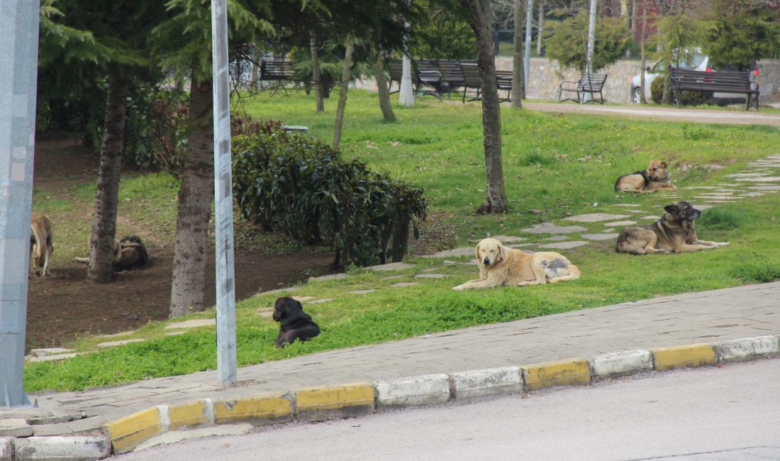Kocaeli'de oğluna saldıran ve birkaç gün sonra kendisine de saldırı