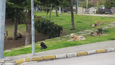 Kocaeli'de oğluna saldıran ve birkaç gün sonra kendisine de saldırı