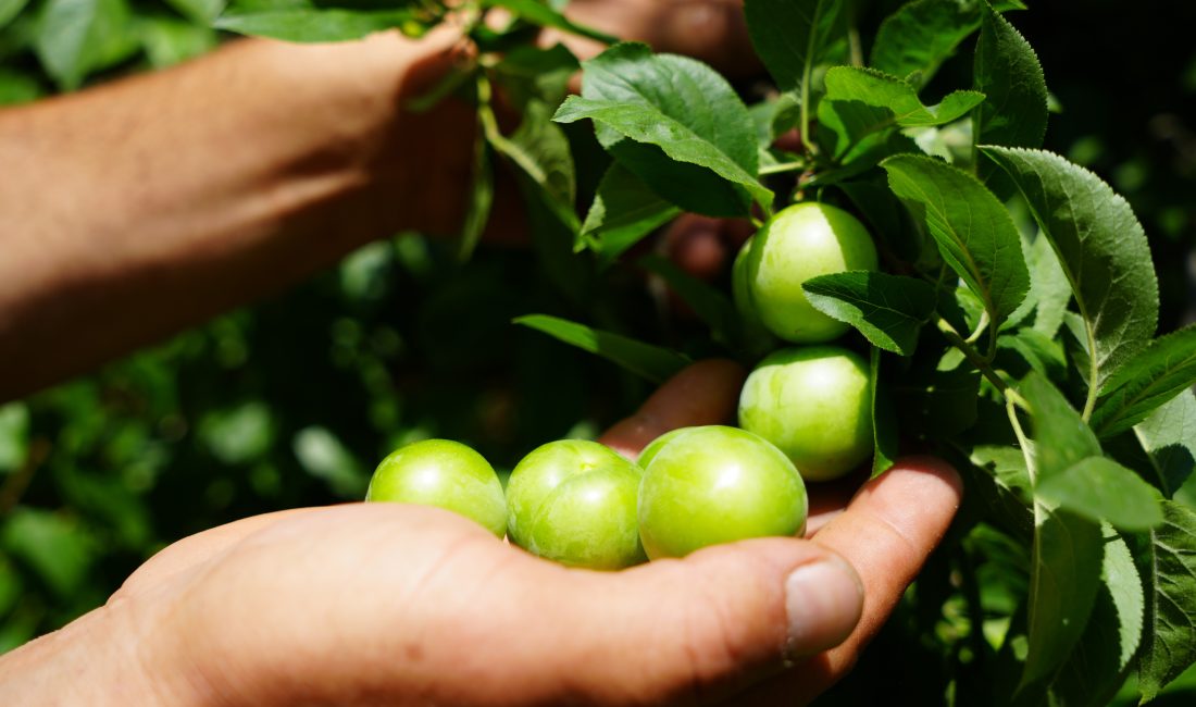 Kocaeli'nin Kartepe ilçesinde kendine has lezzeti, aroması ve sulu yapısıyla