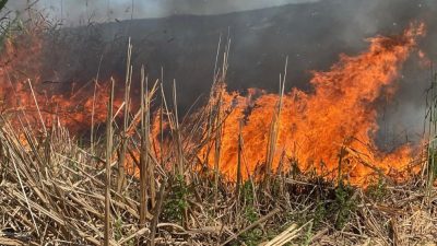 Kocaeli'nin Kartepe ilçesinde bulunan SEKA Kamp Piknik Alanı çevresindeki sazlık