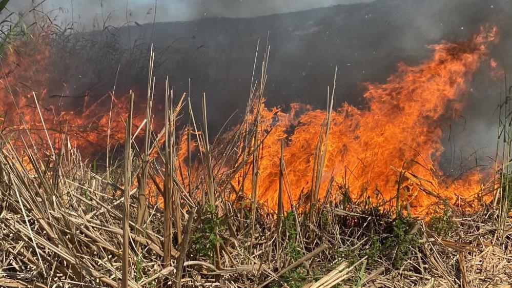 Kocaeli'nin Kartepe ilçesinde bulunan SEKA Kamp Piknik Alanı çevresindeki sazlık