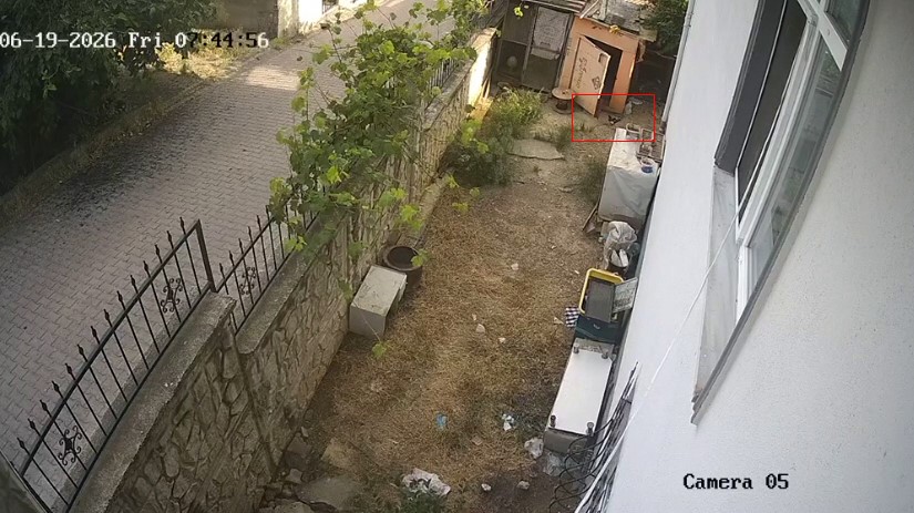 Kocaeli'nin Darıca ilçesinde tavuk kümesinden yumurta alan karga, güvenlik kamerasınca