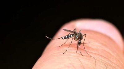 Yaz aylarının kabusu sivrisineklerden korunmak için kimyasallara mahkum değilsiniz. Evde