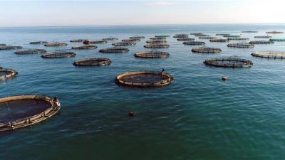 Su ürünleri üretimi 2025 yılında bir önceki yıla göre yüzde