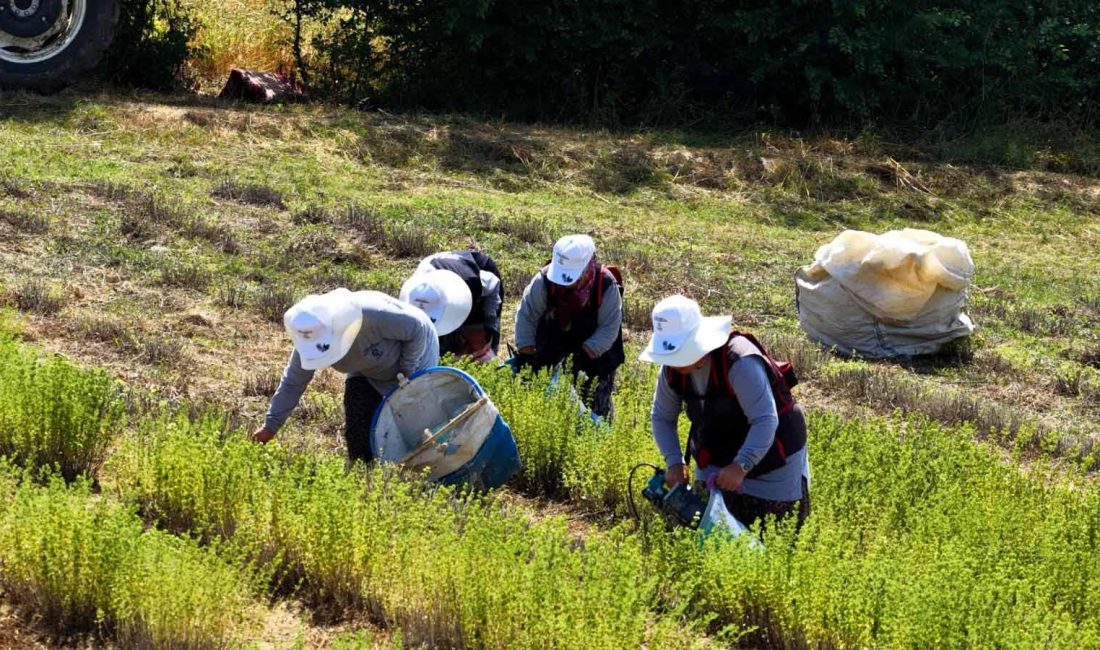 Kocaeli Büyükşehir Belediyesi tarafından ‘Tıbbi ve Aromatik Bitki Yetiştiriciliği Projesi’