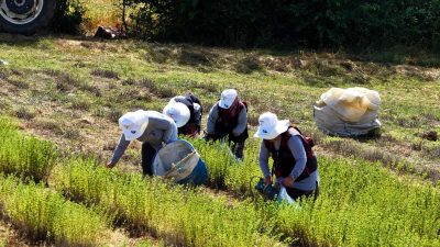 Kocaeli Büyükşehir Belediyesi tarafından ‘Tıbbi ve Aromatik Bitki Yetiştiriciliği Projesi’