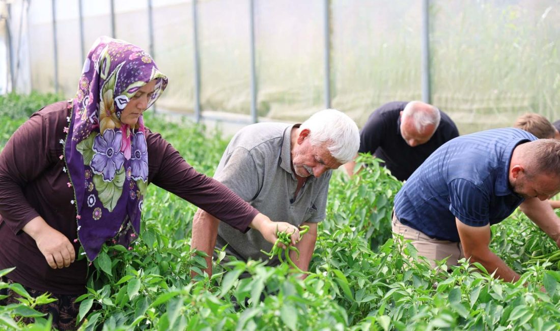 Kocaeli Büyükşehir Belediyesi’nin yüzde 50 hibeli, anahtar teslim modern sera
