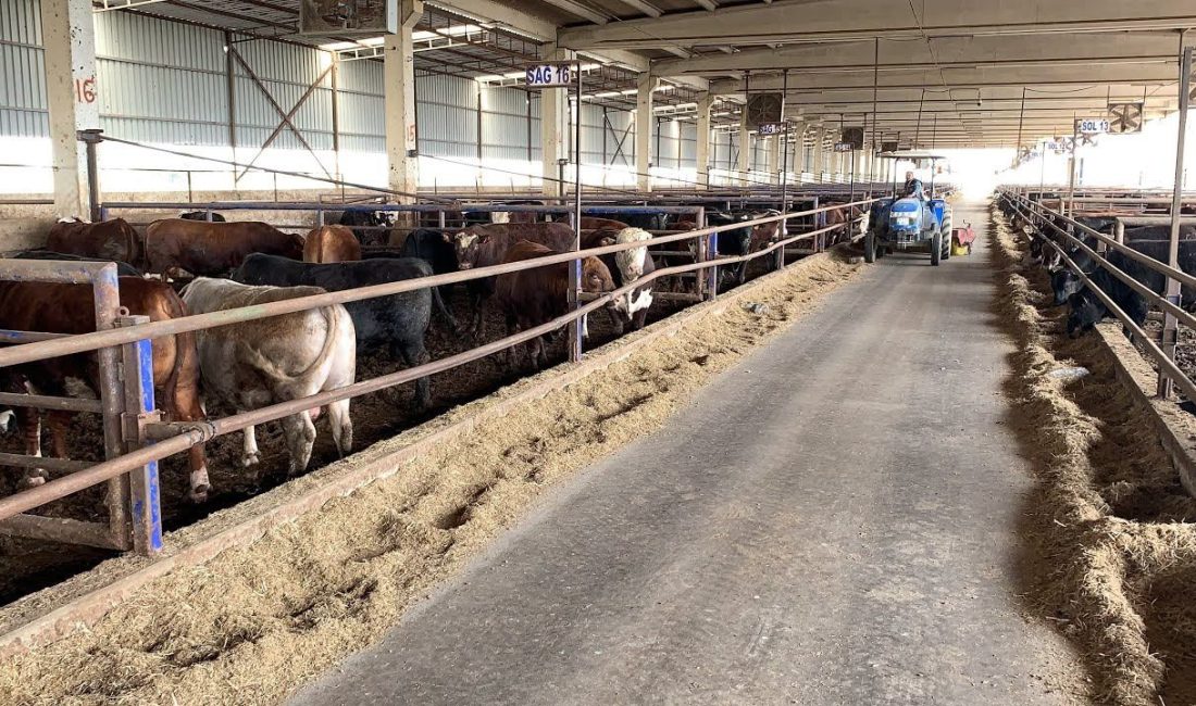 Derince Toylar Mahallesi'nde bulunan 5 bin 672 metrekarelik büyükbaş hayvan