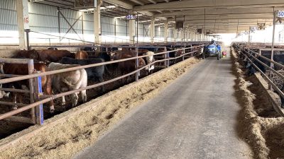 Derince Toylar Mahallesi'nde bulunan 5 bin 672 metrekarelik büyükbaş hayvan