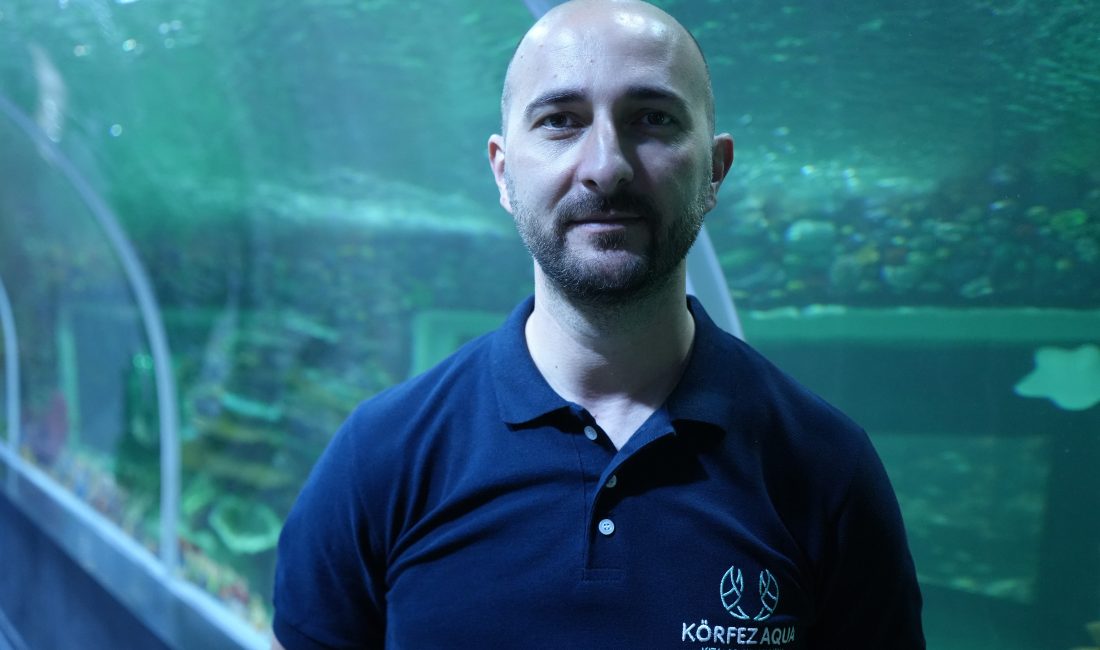 Kocaeli'deki Körfez Aqua'da dalgıçların köpek balıklarını hedef besleme yöntemiyle elleriyle