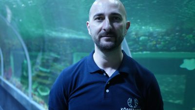 Kocaeli'deki Körfez Aqua'da dalgıçların köpek balıklarını hedef besleme yöntemiyle elleriyle