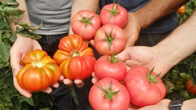 Kocaeli Büyükşehir Belediyesi, tarımsal üretimi güçlendirmek amacıyla sağladığı hibe desteklerini