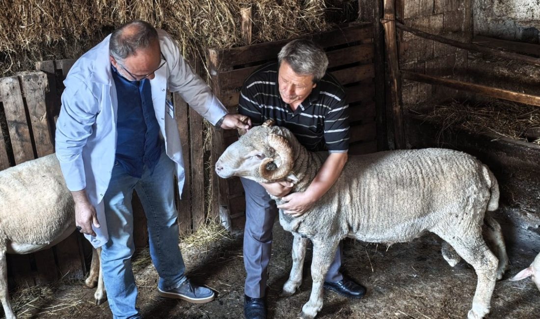 Kocaeli Büyükşehir Belediyesi, hayvancılık alanında yürüttüğü projelerle üreticilere yalnızca hibe