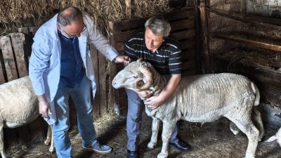 Kocaeli Büyükşehir Belediyesi, hayvancılık alanında yürüttüğü projelerle üreticilere yalnızca hibe