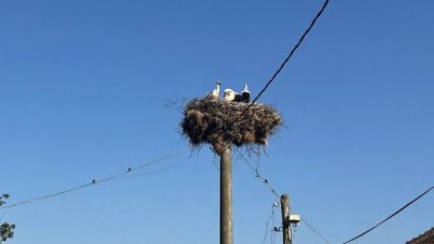 Kocaeli'nin Derince ilçesinde elektrik direğindeki yuvada sahipsiz kalan 4 yavru