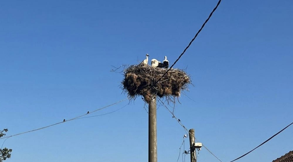 Kocaeli'nin Derince ilçesinde elektrik direğindeki yuvada sahipsiz kalan 4 yavru