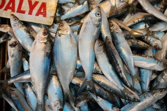 Kocaeli'de gırgır ve trol teknelerine yönelik av yasağı devam ederken,