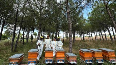 Kocaeli Büyükşehir Belediyesi’nin eğitim, ekipman ve üretim destekleriyle kentte arıcılık