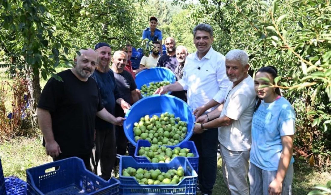 Kartepe Belediye Başkanı Av. M. Mustafa Kocaman, armut hasadına katılarak