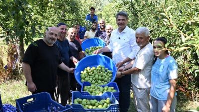 Kartepe Belediye Başkanı Av. M. Mustafa Kocaman, armut hasadına katılarak