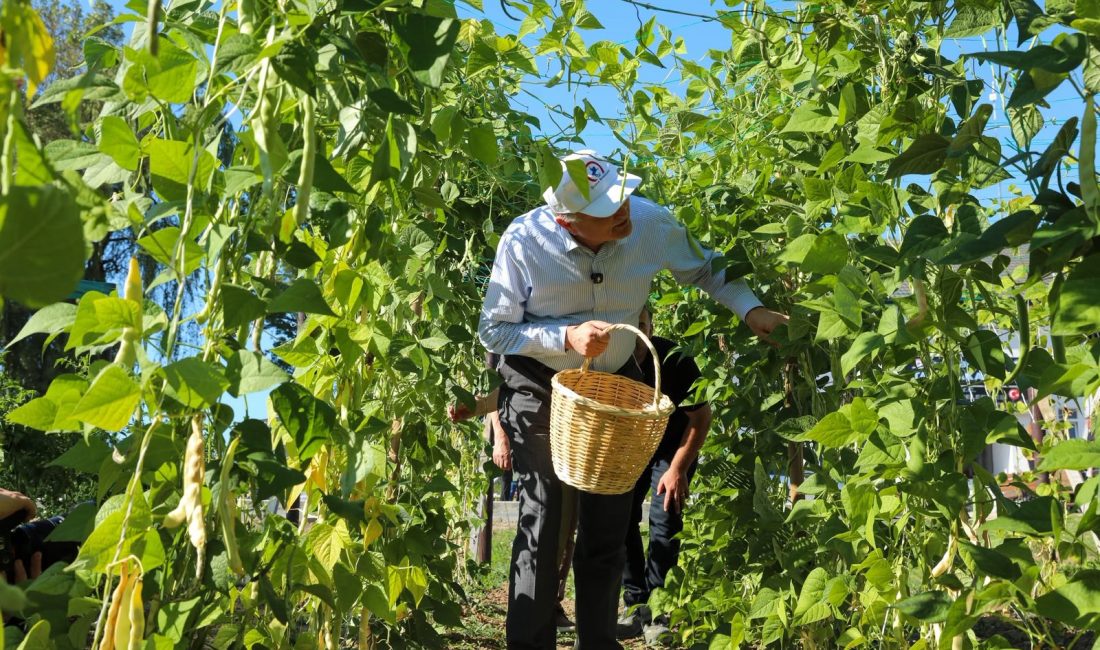 Düzce Belediyesi Tarım Akademisi'nde ata tohumlarından yetiştirilen sebze ve meyvelerin