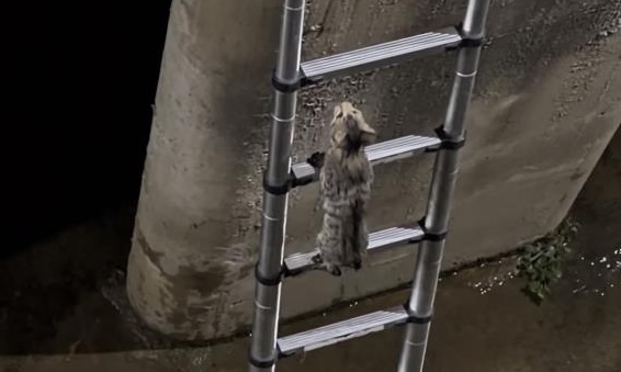 Kocaeli'nin İzmit ilçesinde derede mahsur kalan kedi, itfaiye ekiplerinin kurtarma