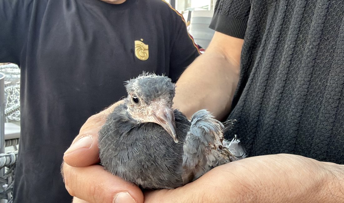 Düzce’de bir iş yerinin bahçesinde yaralı halde bulunan yavru kuş,